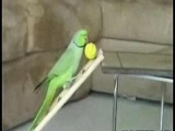 Ügyes papagáj