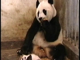 ijedt panda