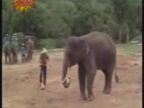 ronaldinhozik az elefánt