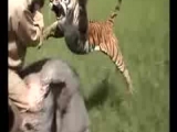 Tigris támadás
