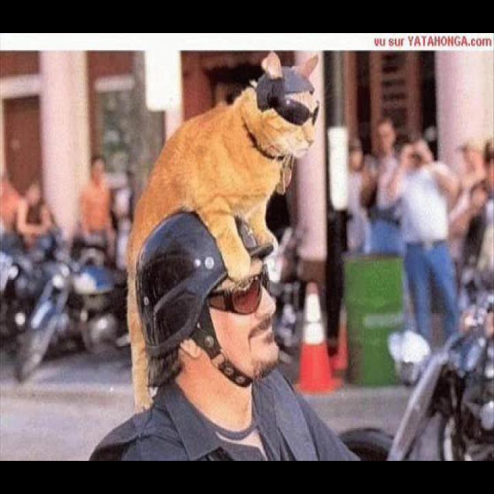 Кот в мотоциклетном шлеме