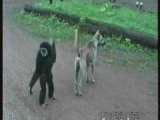 Egy majom idegesít egy kutyát.