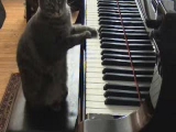 Zongoraművész