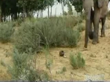 Elefánt fél a kisegértől