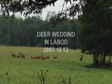 deer wedding in Lábod