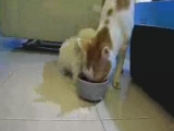 puppy versus cat