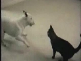 Bull terrier VS Fekete macsek