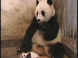 Panda baby hapci