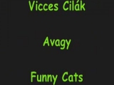 Vicces Macskák Avagy Funny Cats