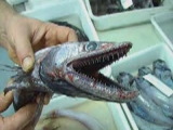 Félelmetes halak a cunami után