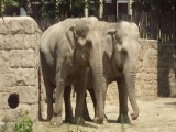 elefántok tánca