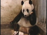 Hogyan tüsszent a kis panda?