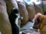 Cica vs Kutya