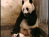 hogyan ijesszünk meg egy több száz kg-os pandát?