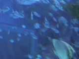 Cápa az akváriumban