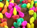 Multicolor kiscsibék
