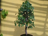 Hirth Bonsai - Acer Buergerianum Bonsai 1.