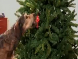 Kutyák karácsonyi meglepetése