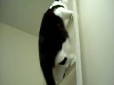 Macska létrán felmászik a padlásra