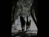 Egy újabb lovas videó:D
