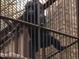Nőkre gerjedő csimpánz...?