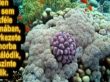 Csontritkulás ellen a Korall Kalcium porral