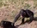 Bébi majmok játszanak