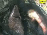 Bicskei horgászat fishing