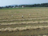 Zivatar, Bogi és Duna a mezőn 2010.08.01.