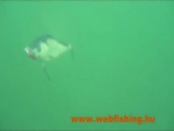 Salmo Slider wobbler mozgása a víz alatt