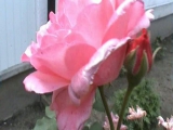 Rózsabokor az udvarunkban
