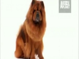 Dogs 101: Chow Chow