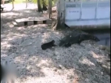 Egy macska felpofozza az aligátort