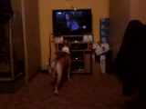 Xeni elüldözi a tv-ben ugató kutyát