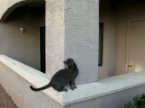 Macskamászás
