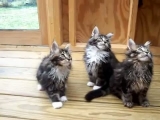 Táncoló macskák