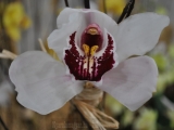 Orchidea kiállítás 2012
