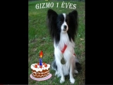 Gizmo 1 éves