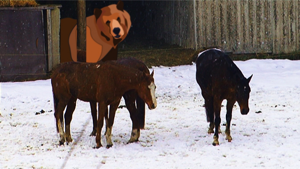 Féltik a lovakat a kóbor barnamedvétől
