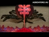 kullancs vérszívás közben (animáció)