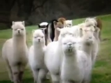 Ain't nobody messing with these Alpacas
