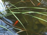 Aranyhalak egy kerti tóban