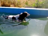 Kutya úszás oktatás