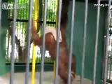 Vetkőztető orángután