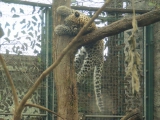 Dante a kis leopárd a Budapesti Állatkertben