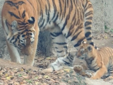 Tigriskölykök a Budapesti Állatkertben