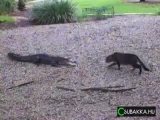 Aligátor vs macsek