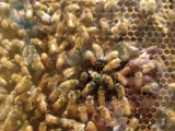 Méhkirálynő