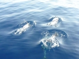 Delfinekkel vitorlázás / Ocean Sailing SE...