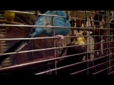 Hullámos papagáj nimfát etet 2
